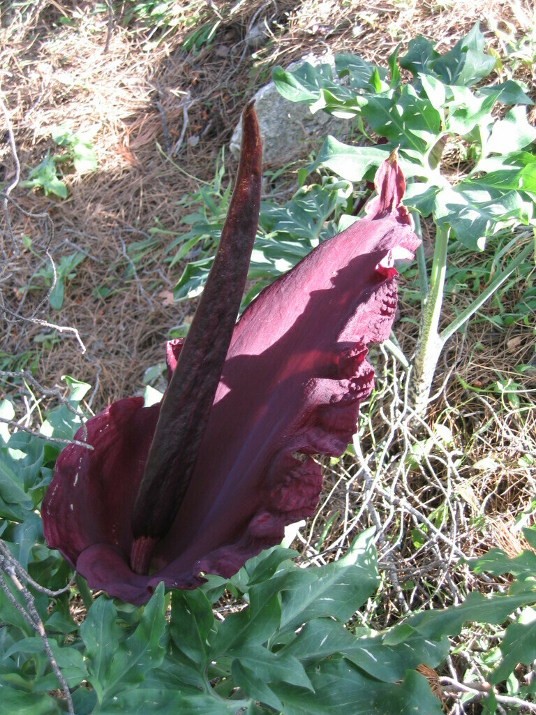 Dracunculus vulgaris, Egeu Meridional, Grécia