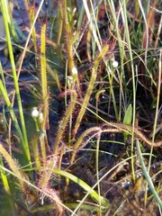 Drosera linearis