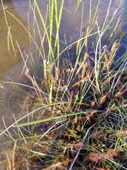 Drosera linearis