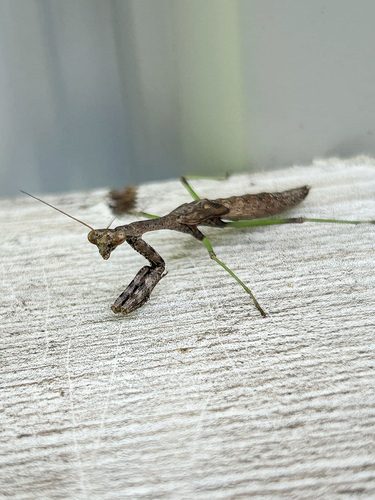 Carolina Mantis