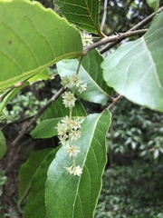 Homalium cochinchinense