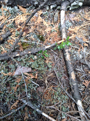 Cladonia multiformis