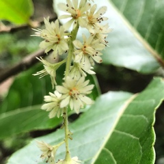 Homalium cochinchinense