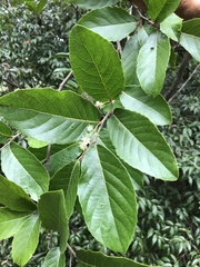 Homalium cochinchinense
