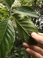 Homalium cochinchinense
