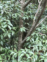 Homalium cochinchinense