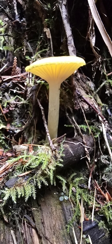 Hygrophorus lucorum — no rights reserved