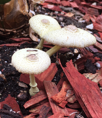 Leucocoprinus