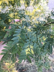 Robinia neomexicana