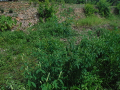 Sphenoclea zeylanica