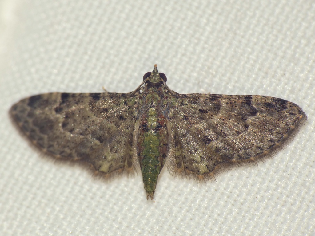Chloroclystis pauxillula