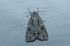 Acronicta lobeliae