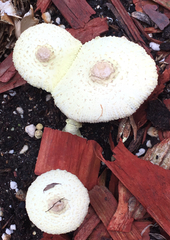 Leucocoprinus