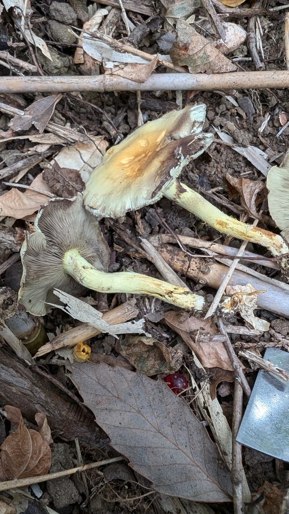 Hypholoma fasciculare · October 2024 · photo: © atsushi_nakajima_cirque (iNaturalist, cc-by)