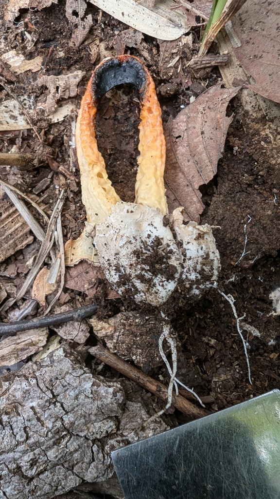 Clathrus bicolumnatus · October 2024 · photo: © atsushi_nakajima_cirque (iNaturalist, cc-by)
