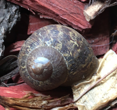 Cornu aspersum