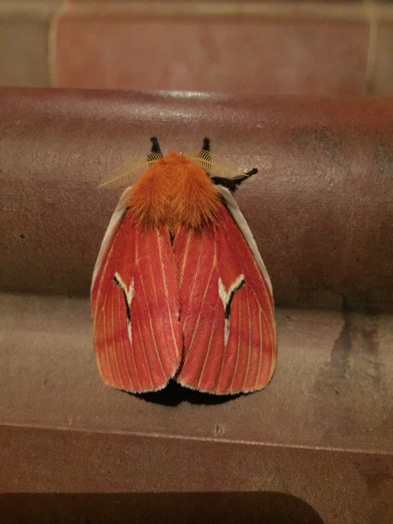 Cerodirphia mota