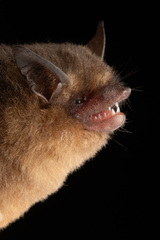 Yucatan Yellow Bat photo 2