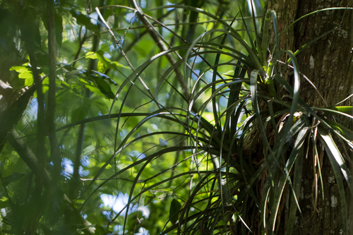 Image of Aechmea recurvata by no rights reserved