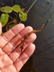 Potamogeton pulcher