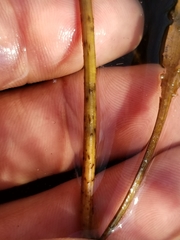 Potamogeton pulcher