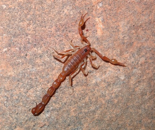 Teruelius rossii