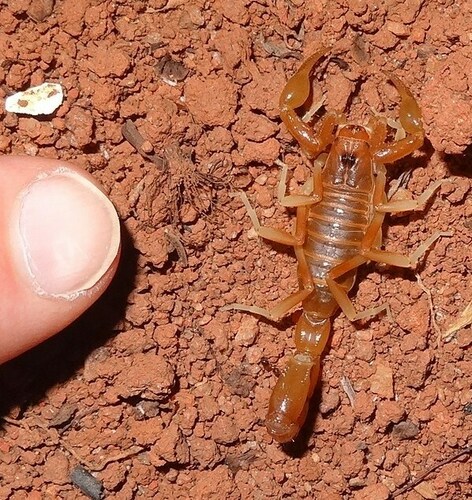 Teruelius rossii