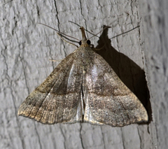 Hypena atomaria