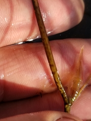 Potamogeton pulcher