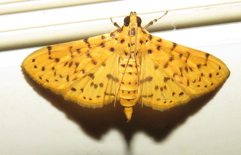 Yellow Peach Moth Moths of Bangalore) · iNaturalist