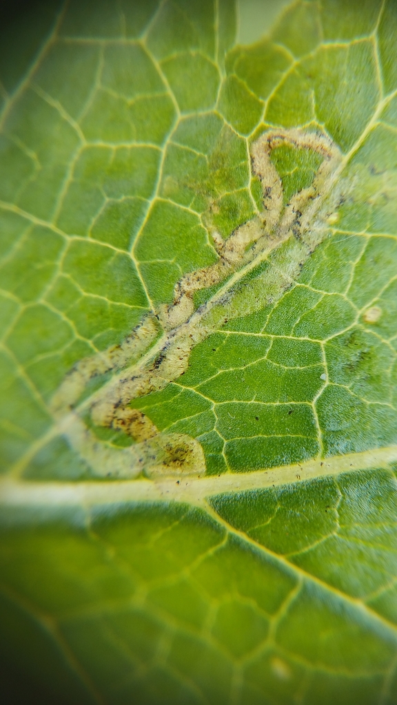 Phytomyza scotina