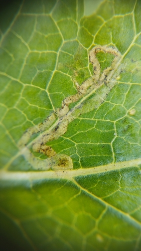 Phytomyza scotina