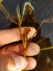 Potamogeton pulcher