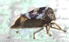 Cyrtolobus vau