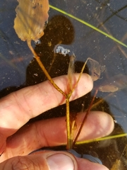 Potamogeton pulcher