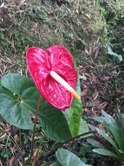 Anthurium andraeanum