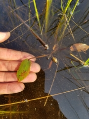 Potamogeton pulcher