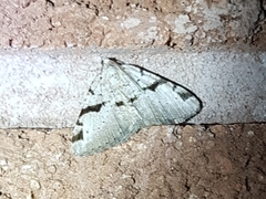 Macaria subcessaria