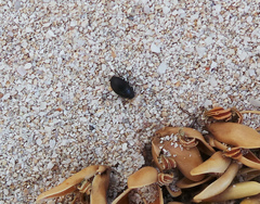 Diaperinae