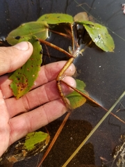 Potamogeton pulcher