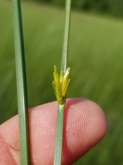 Schoenoplectus torreyi