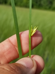 Schoenoplectus torreyi