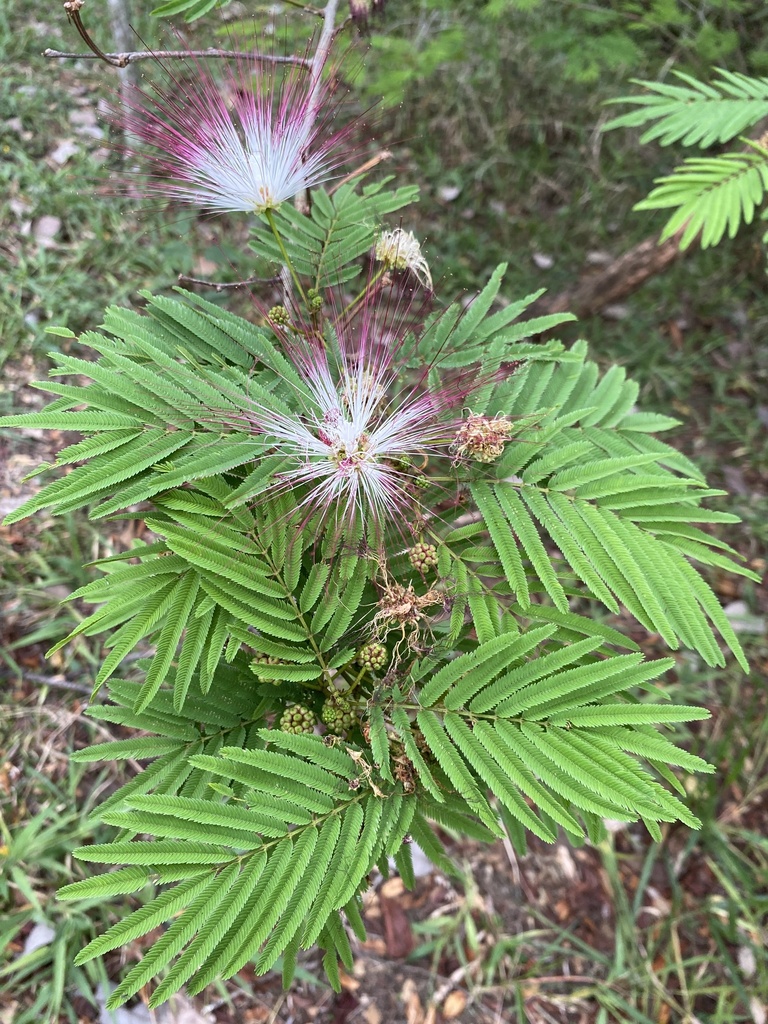 Calliandra pittieri