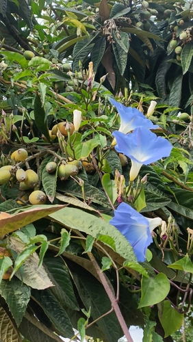 Image of Ipomoea tricolor by no rights reserved