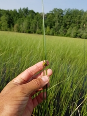 Schoenoplectus torreyi