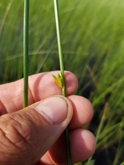 Schoenoplectus torreyi