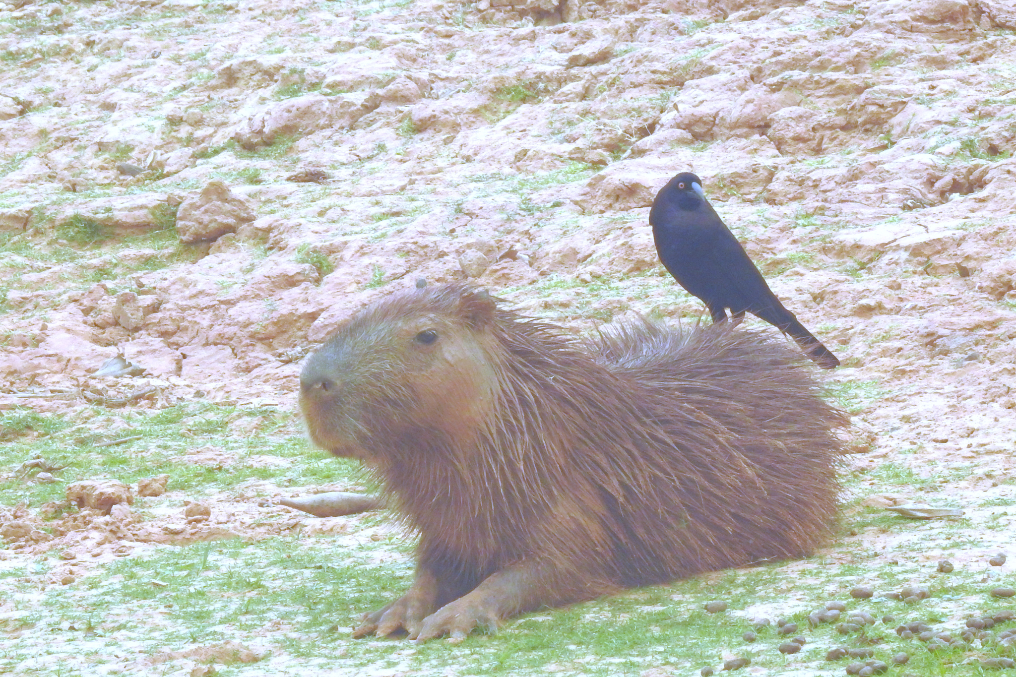 Giant Cowbird illustration