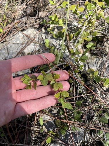 Crossopetalum ilicifolium, photograph 6