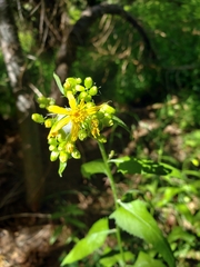 Senecio triangularis