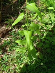 Senecio triangularis
